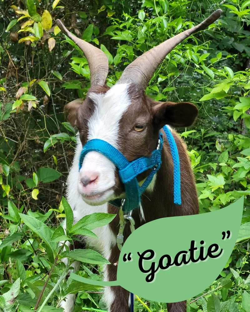 Top-rated residential landscaping in Woodstock, GA by Wild Graze Land Care