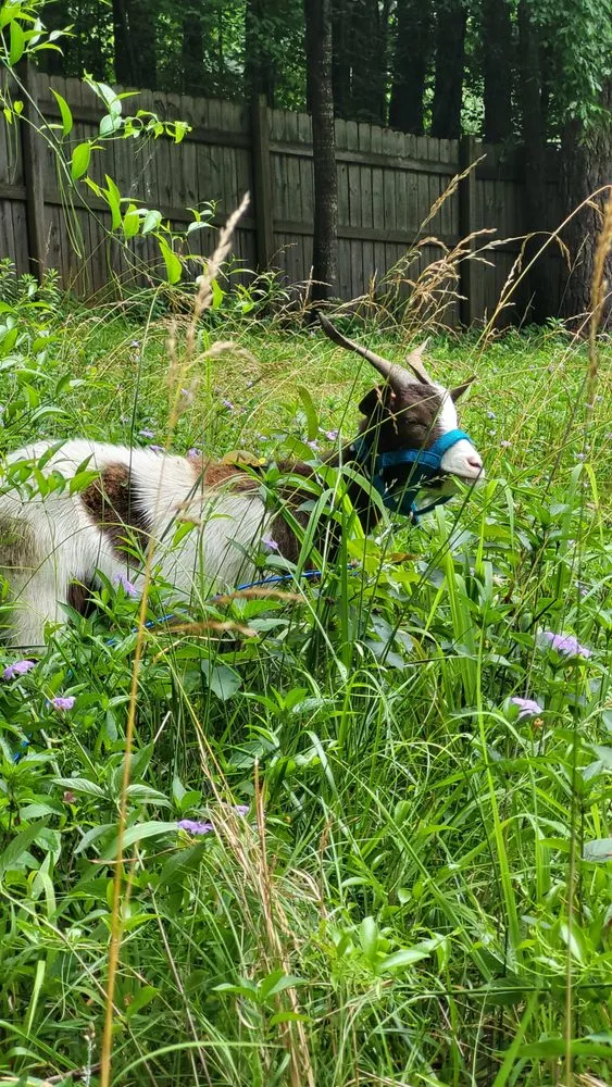 Expert landscape design experts serving Woodstock, GA - Wild Graze Land Care