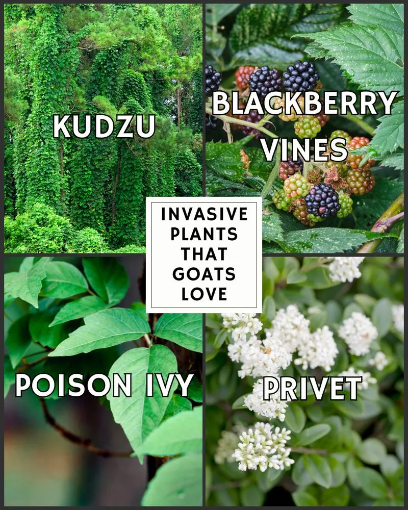 Top-rated landscape design in Woodstock, GA - Wild Graze Land Care