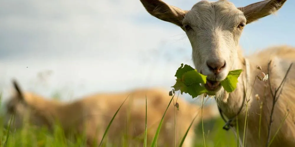 Affordable landscape design with custom design in Woodstock, GA by Wild Graze Land Care