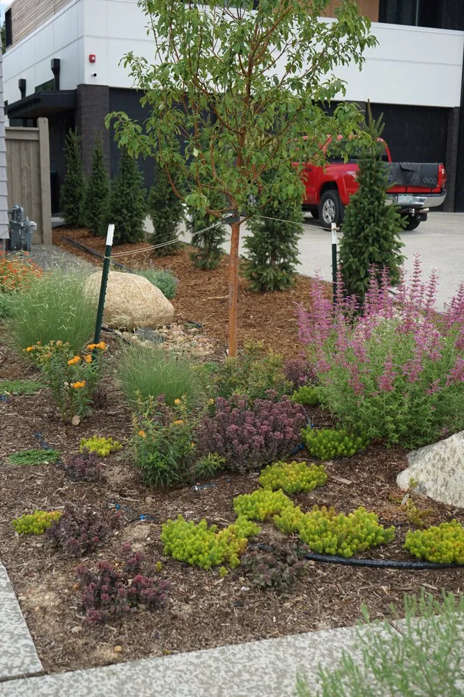 Affordable yard maintenance for homes across Louisville, CO - Wild Heritage Gardens and Design