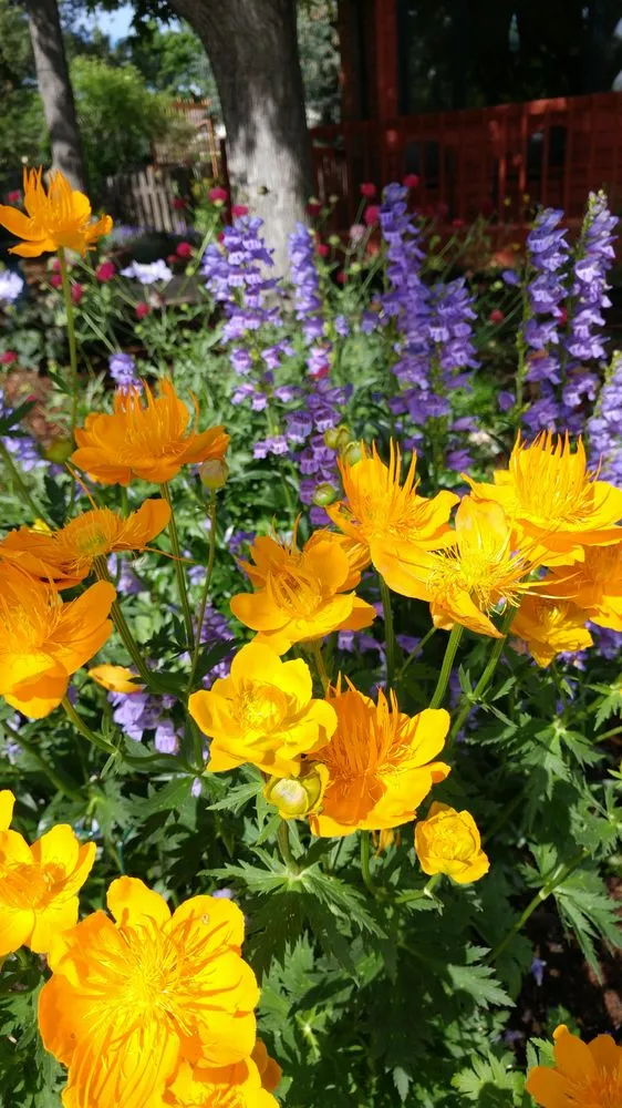 Affordable lawn care service experts serving Louisville, CO - Wild Heritage Gardens and Design