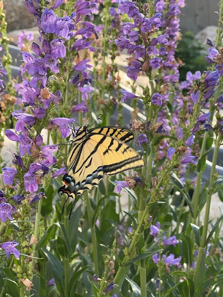 Professional outdoor landscaping in Louisville, CO - Wild Heritage Gardens and Design