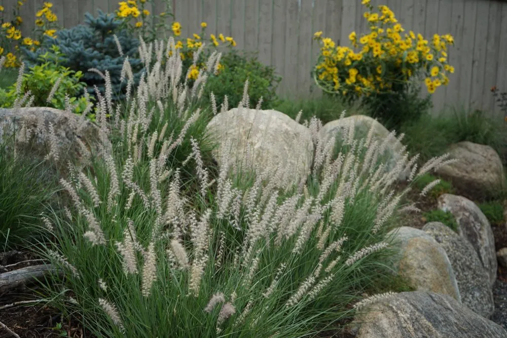 Professional lawn care service for homes across Louisville, CO - Wild Heritage Gardens and Design