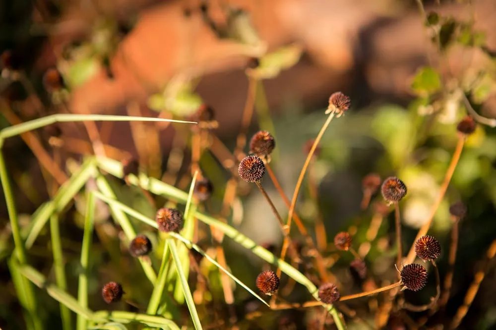 Affordable lawn care service for outdoor upgrades across Denver, CO - Wild Irishman Tree and Landscape
