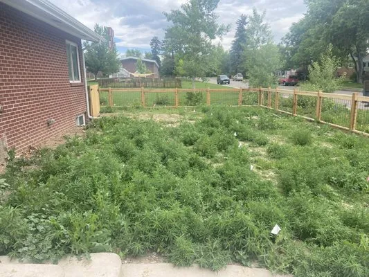 Wild Irishman Tree and Landscape Logo