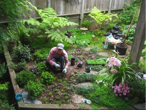 Affordable lawn care service in Oakland, CA by Wild Lilac Gardening Services