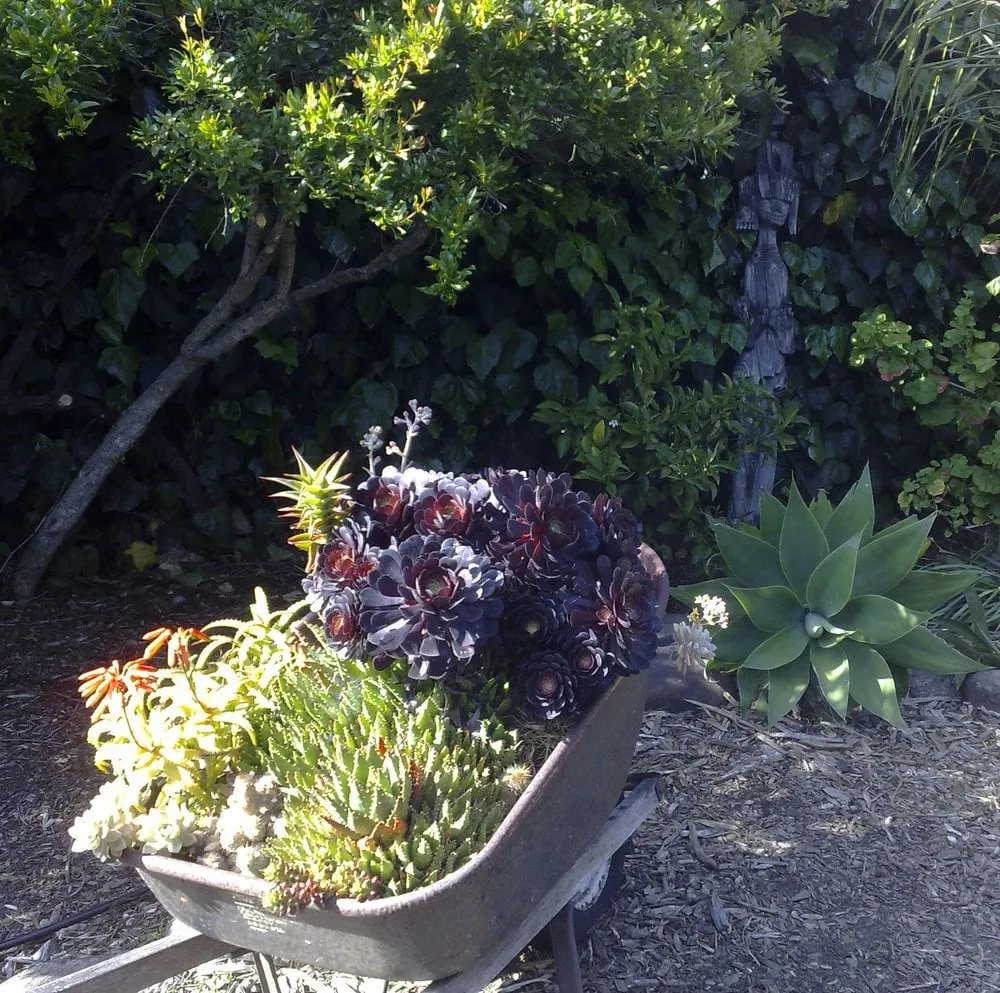 Trusted lawn care service in Oakland, CA by Wild Lilac Gardening Services