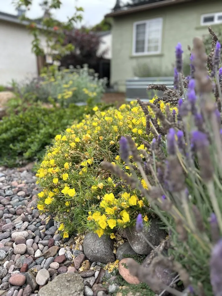 Trusted landscape design in San Diego, CA by Wild Made Design