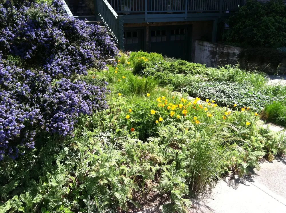 Expert outdoor landscaping for homes in San Francisco, CA by Wild Natives