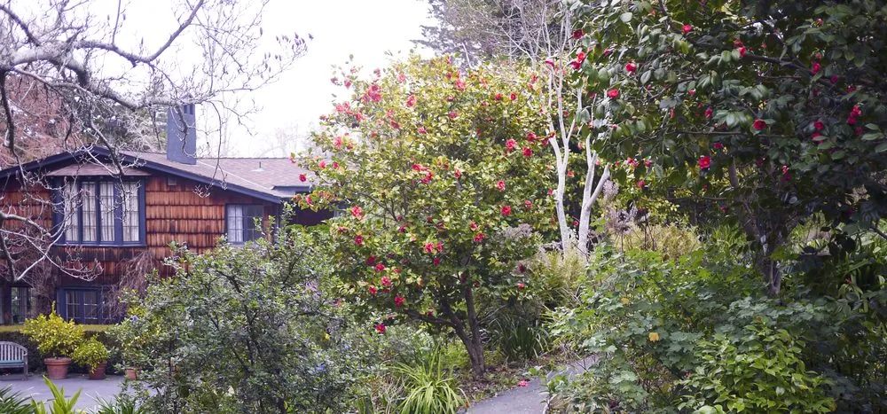 Local landscape installation in San Francisco, CA by Wild Natives