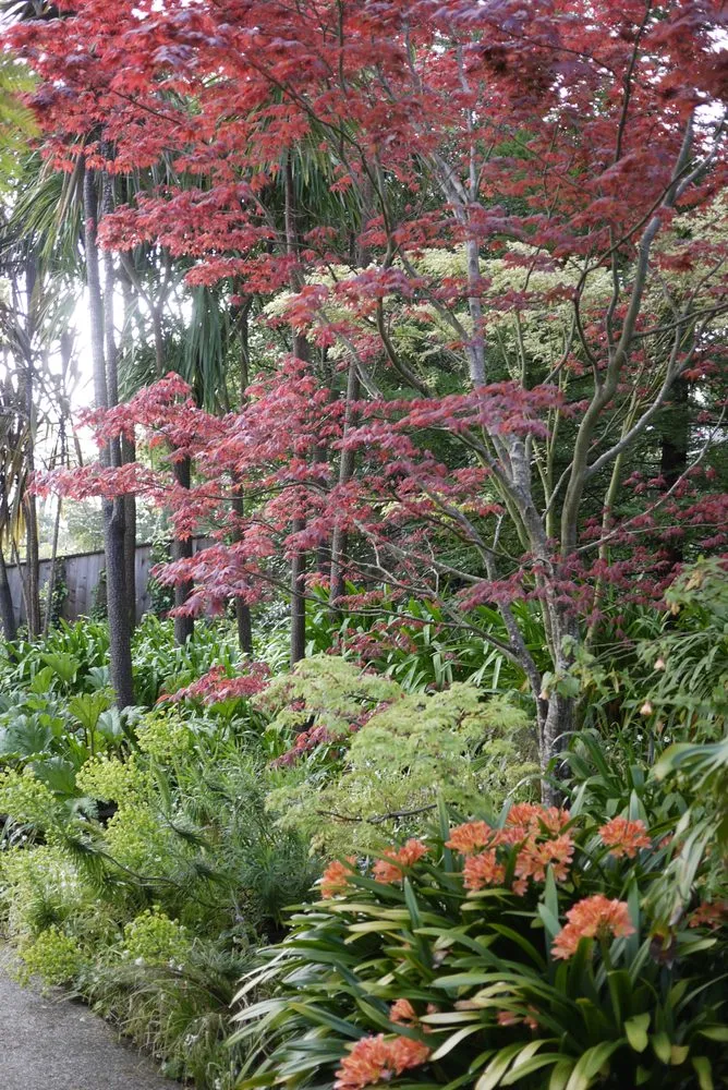 Reliable landscape design with custom design across San Francisco, CA - Wild Natives