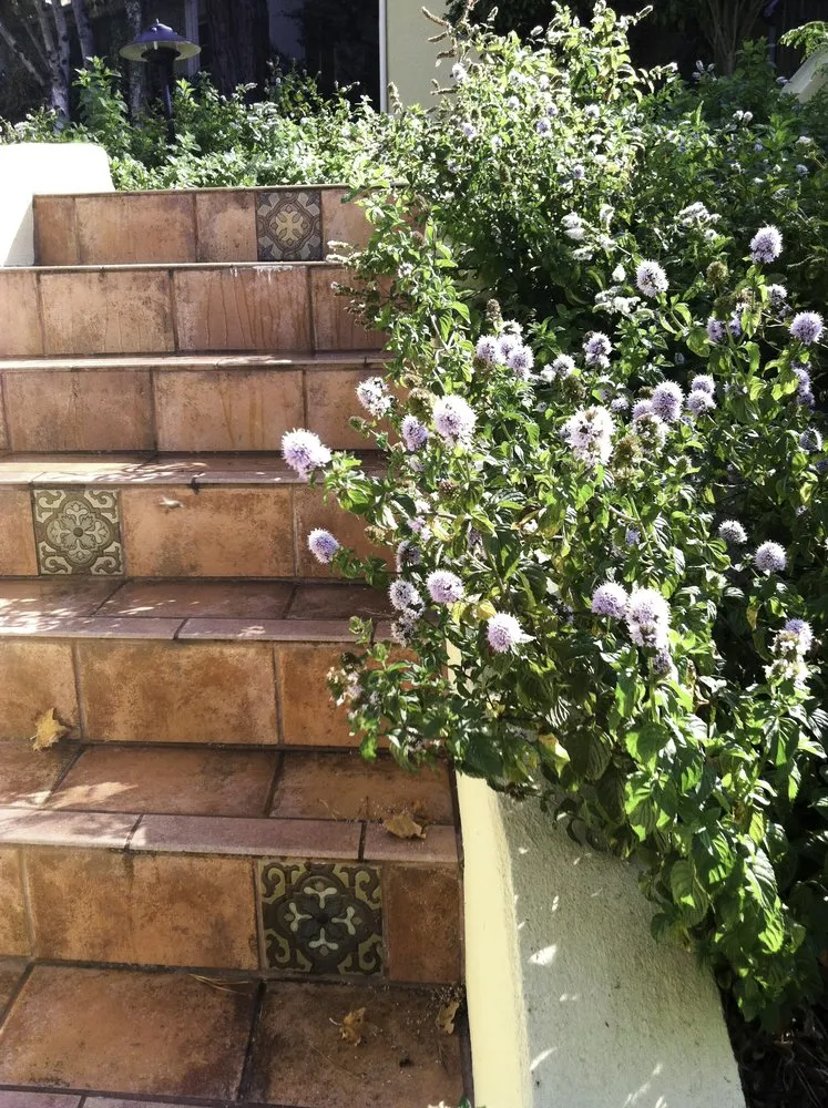 Custom lawn care service for homes in San Francisco, CA by Wild Natives