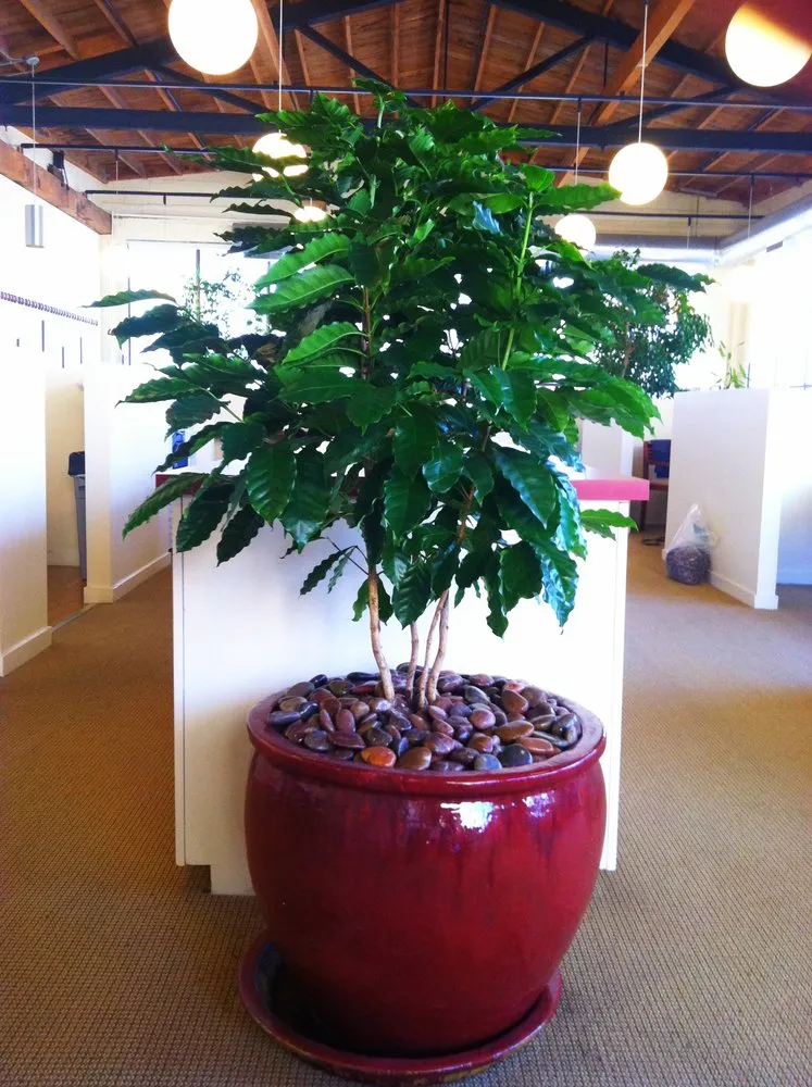 Affordable lawn care service experts serving San Francisco, CA - Wild Natives