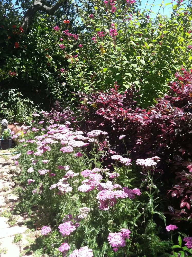 Trusted yard cleanup service near you across San Francisco, CA - Wild Natives