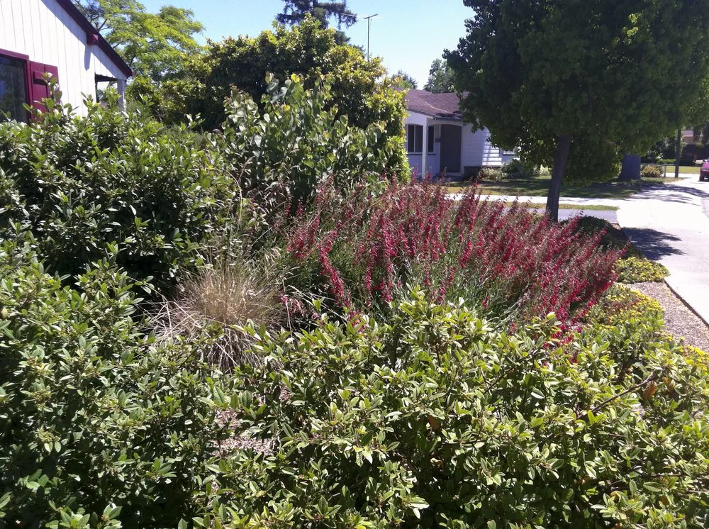 Local yard maintenance in San Francisco, CA by Wild Natives