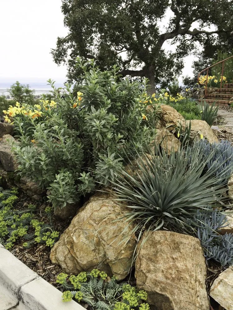 Expert outdoor landscaping in San Francisco, CA by Wild Natives