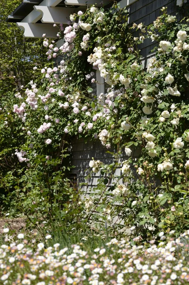 Affordable lawn mowing service in San Francisco, CA by Wild Natives