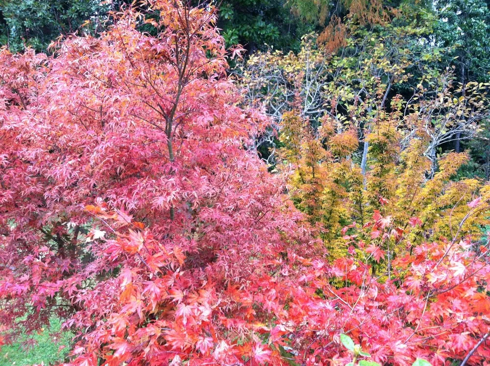 Reliable landscaping services experts serving San Francisco, CA - Wild Natives