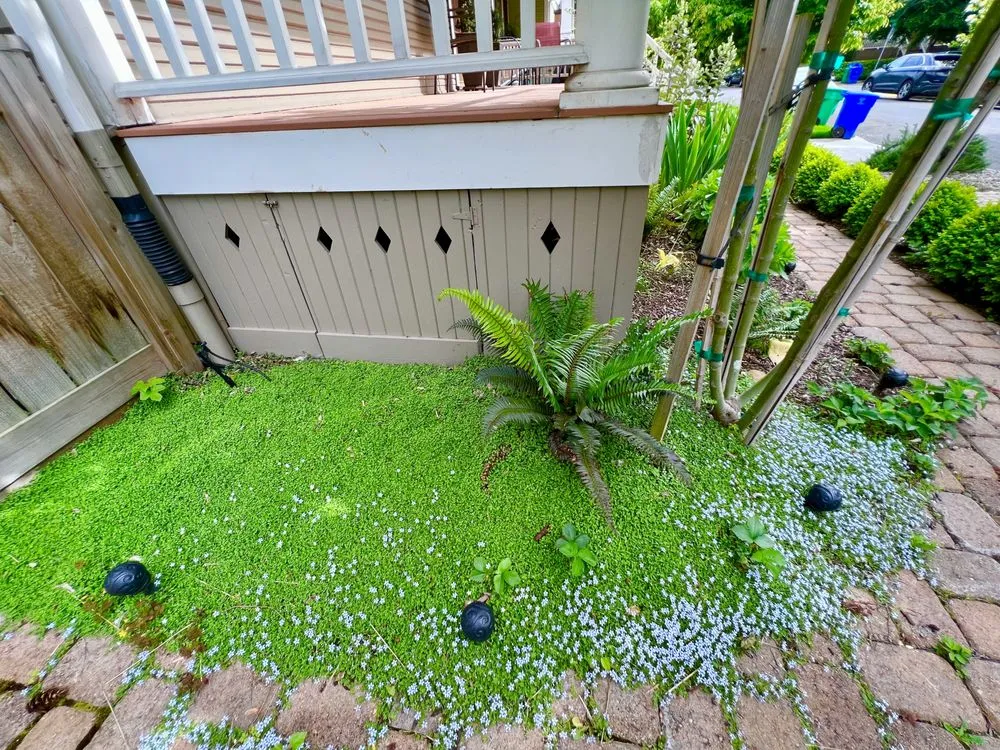 Trusted lawn care service in Portland, OR by Wild Oasis Landscapes