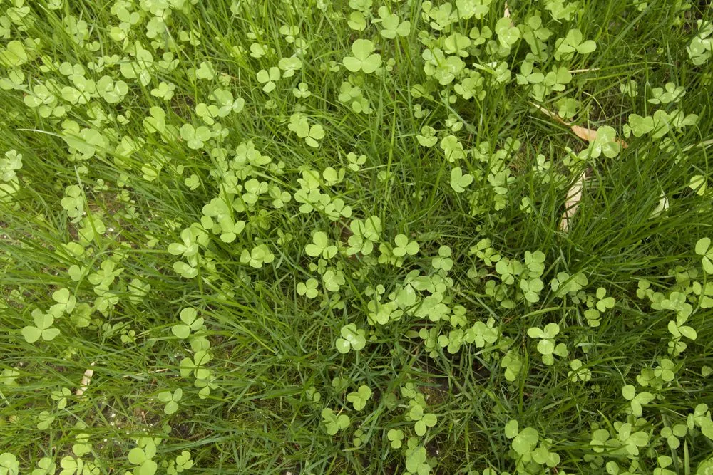 Expert lawn care service in Portland, OR by Wild Oasis Landscapes