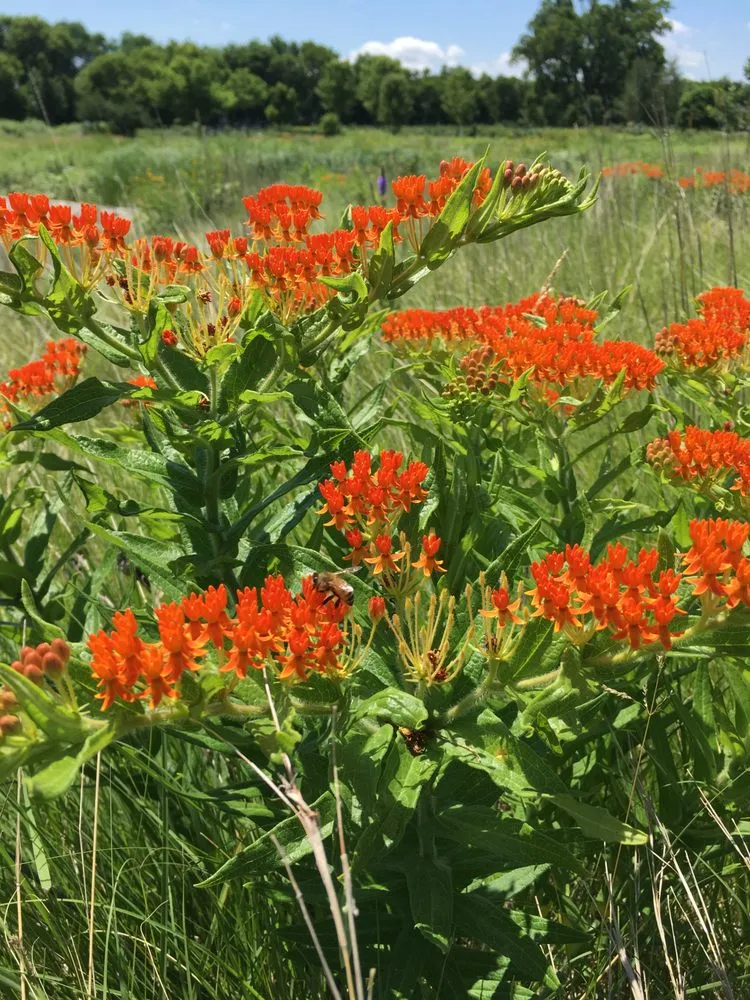 Reliable residential landscaping in St. Paul, MN by Wild Revival Landscape Consulting