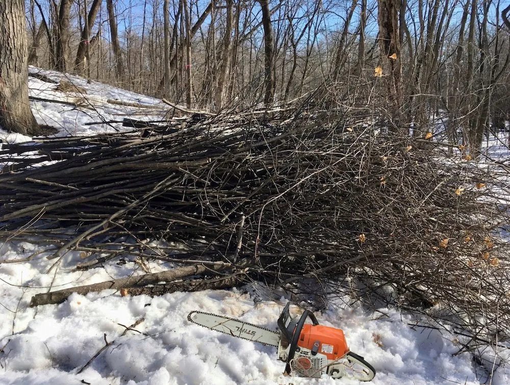 Expert yard cleanup service for year-round maintenance across St. Paul, MN - Wild Revival Landscape Consulting