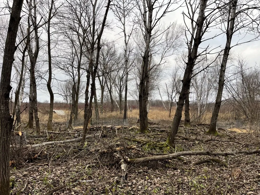 Professional landscaping services in St. Paul, MN by Wild Revival Landscape Consulting