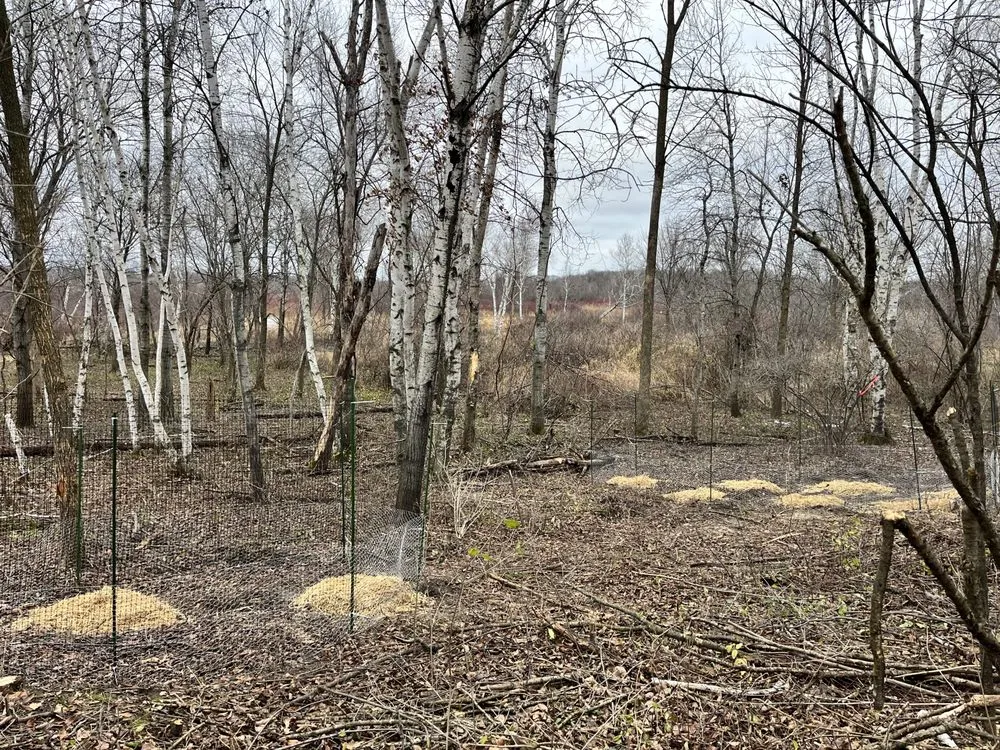 Reliable lawn care service in St. Paul, MN by Wild Revival Landscape Consulting