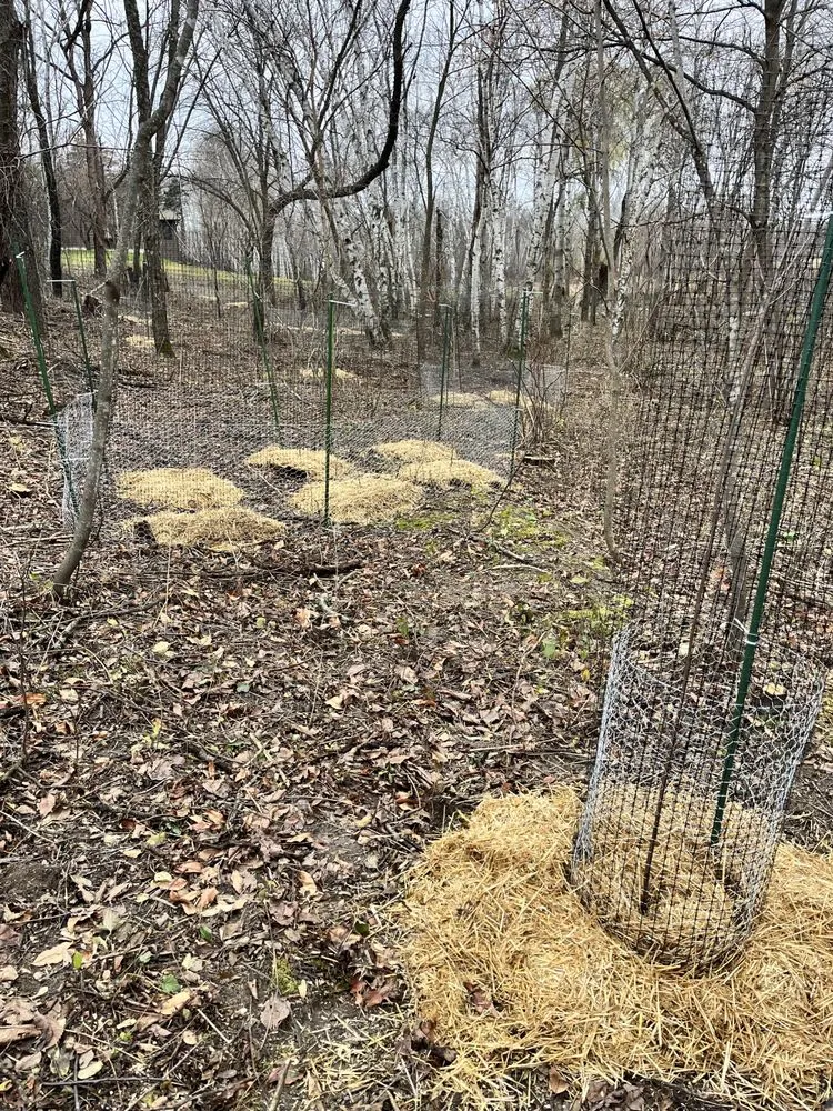 Custom yard cleanup service in St. Paul, MN - Wild Revival Landscape Consulting