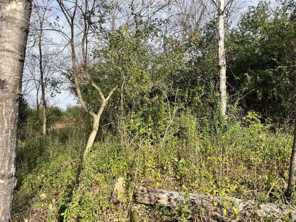 Reliable residential landscaping in St. Paul, MN by Wild Revival Landscape Consulting