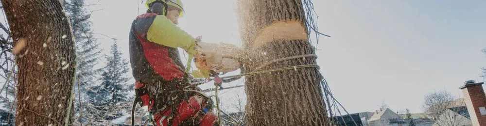 Top-rated outdoor landscaping in Chino Valley, AZ - Wild Root Landscape