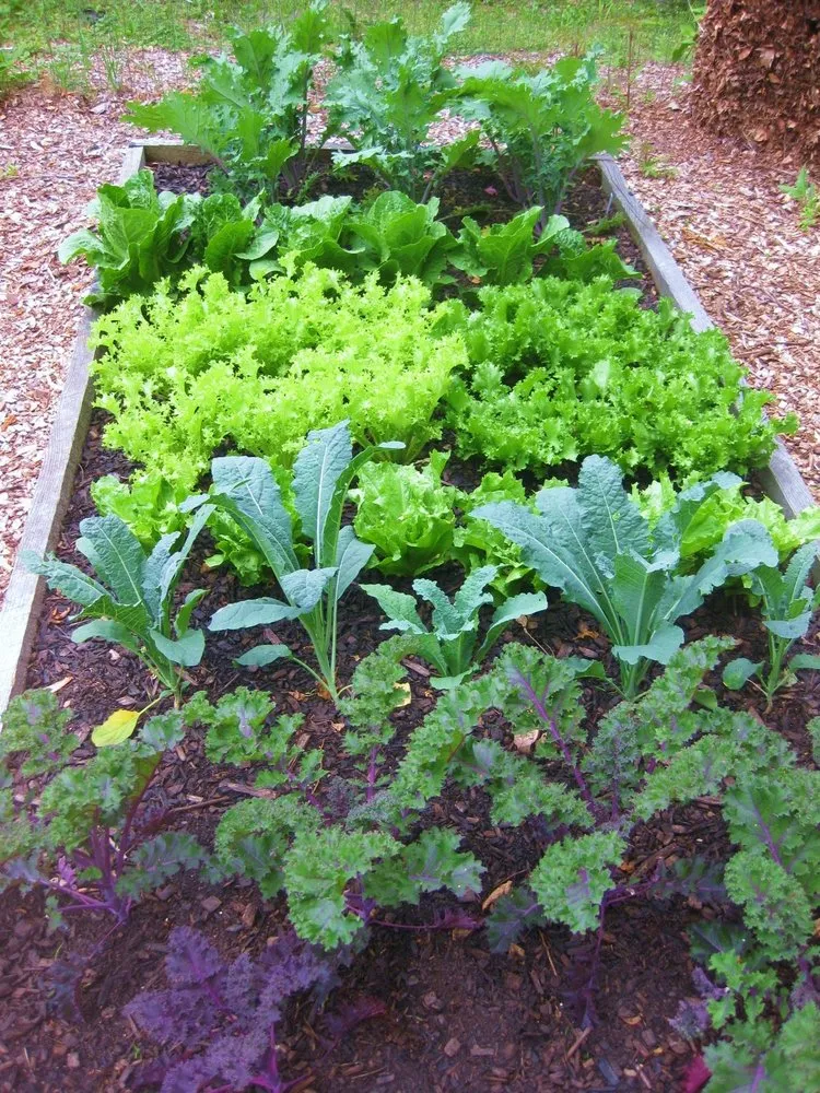 Local outdoor landscaping in Hamlet, NC by Wild Roots Landscaping