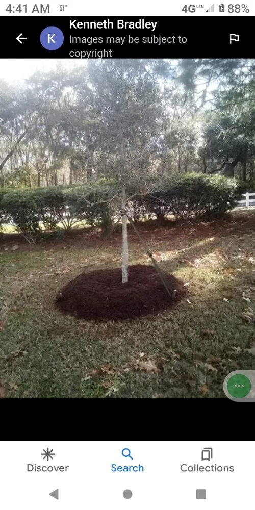 Affordable residential landscaping experts serving Elloree, SC - wild side Hardscape & Landscaping