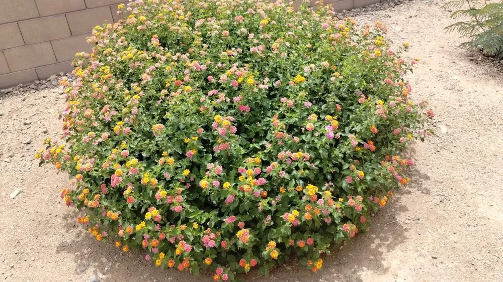 Top-rated yard maintenance experts serving Tucson, AZ - Wild Terrain landscaping