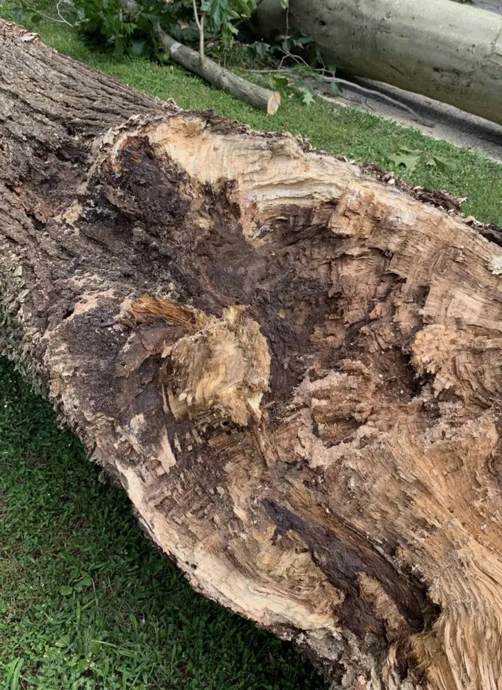 Expert yard maintenance for year-round maintenance in Landenberg, PA by Wild Things Plant Health Care Landscape & Tree Experts
