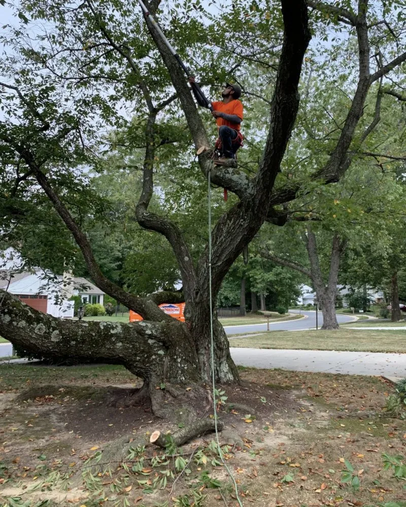 Affordable lawn care service in Landenberg, PA - Wild Things Plant Health Care Landscape & Tree Experts