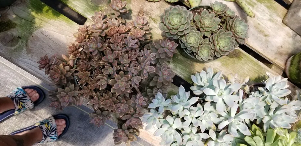 Affordable residential landscaping experts serving Folsom, LA - Wild Thyme Farms & Nursery
