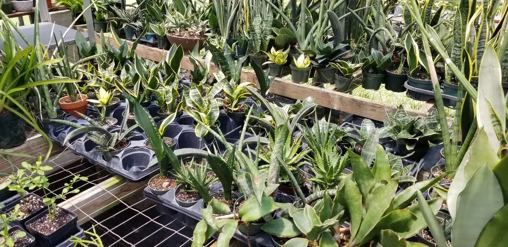 Custom yard maintenance for beautiful yards in Folsom, LA by Wild Thyme Farms & Nursery