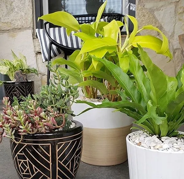 Affordable yard maintenance in Austin, TX by Wild Violet Planting Design