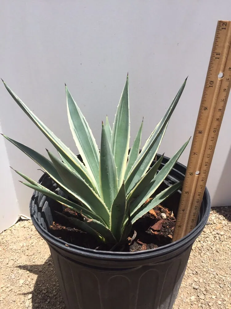 Expert landscaping services for homes across Imperial, CA - Wild West Landscaping