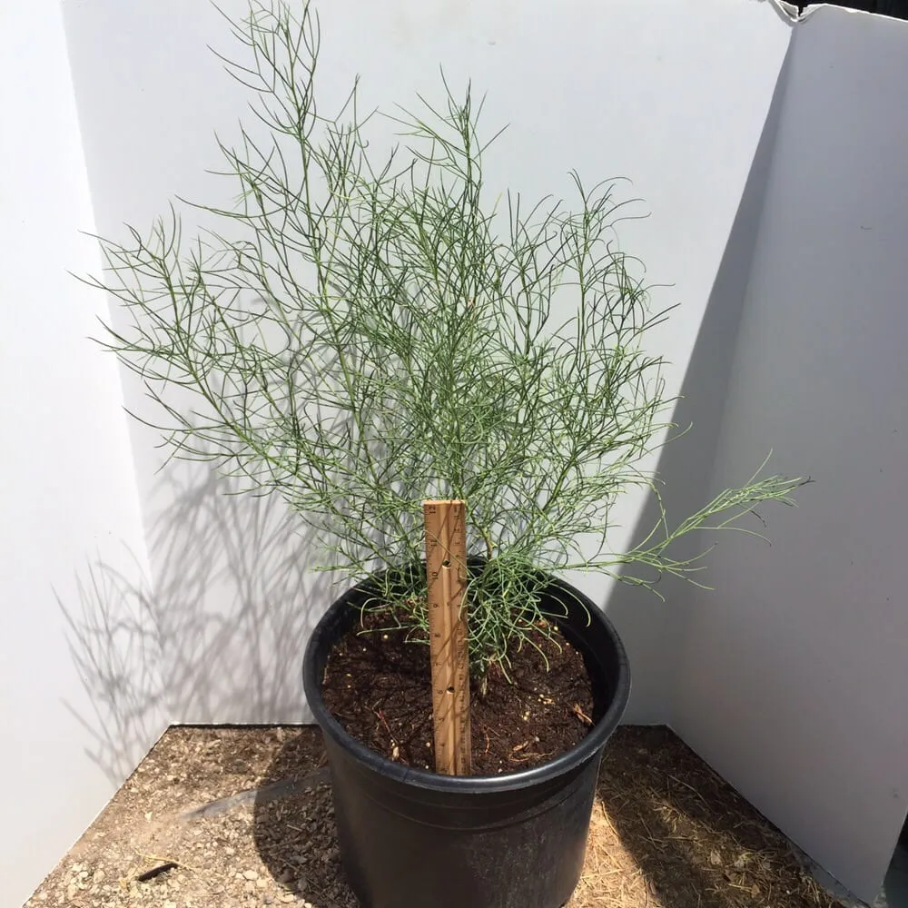 Expert landscape design experts serving Imperial, CA - Wild West Landscaping