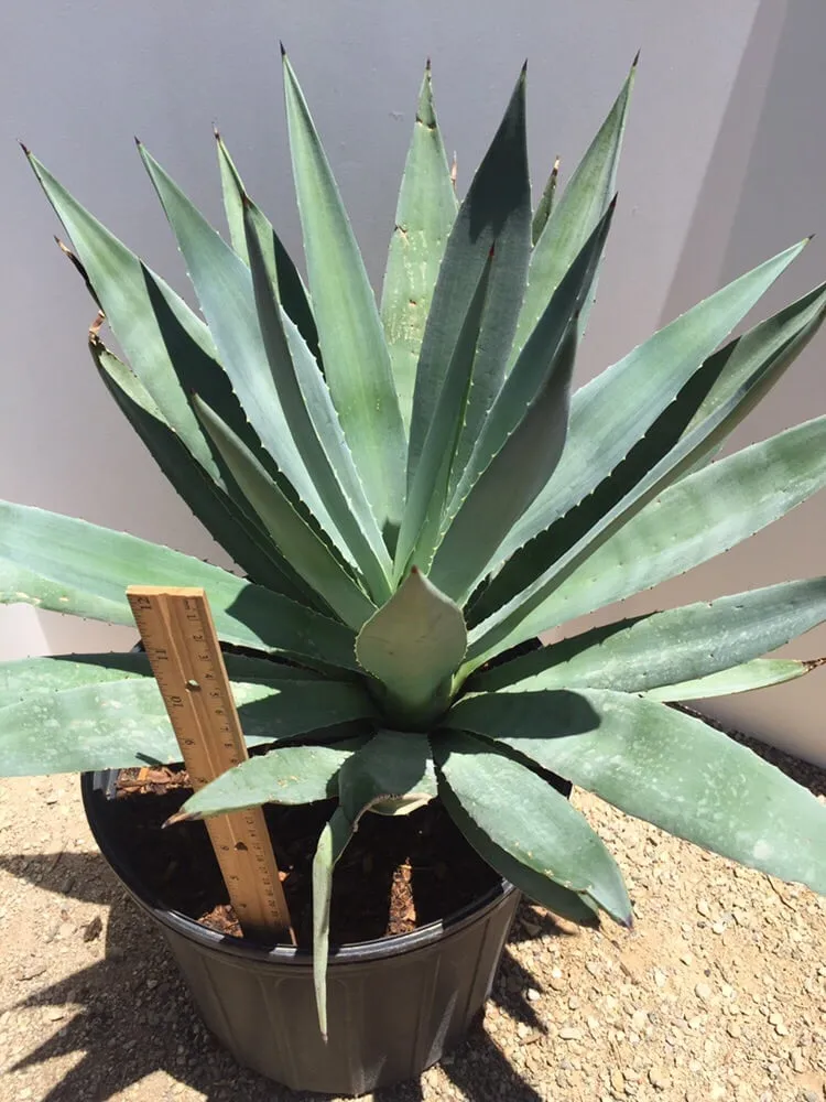 Top-rated outdoor landscaping in Imperial, CA - Wild West Landscaping