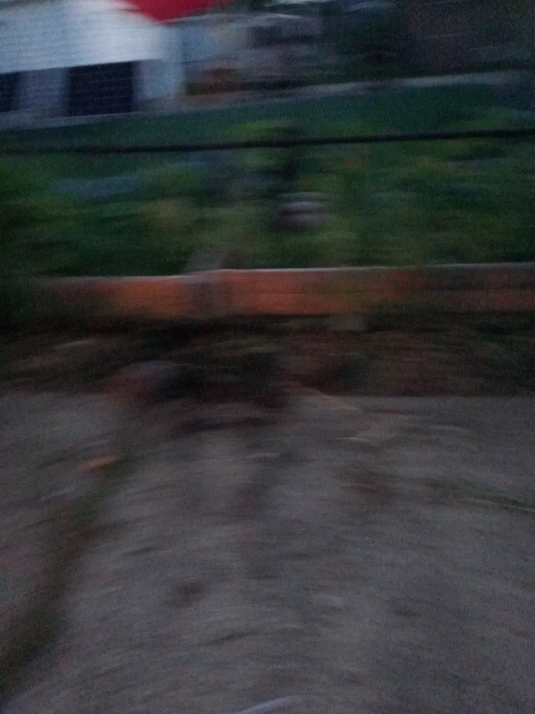 Expert lawn care service for homes across Westland, MI - Wild Willy Total Lawn Care