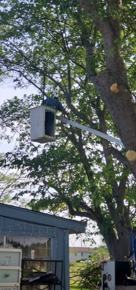 Affordable residential landscaping experts serving Greenville, TX - Wild Wood Landscaping