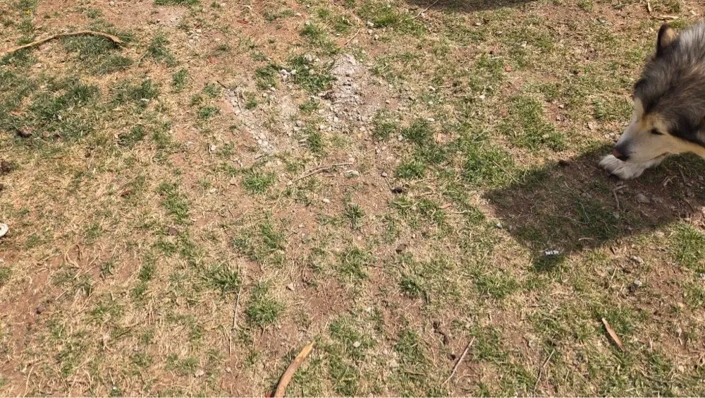 Expert yard cleanup service in Clovis, NM - Wildcat Lawn Care and More