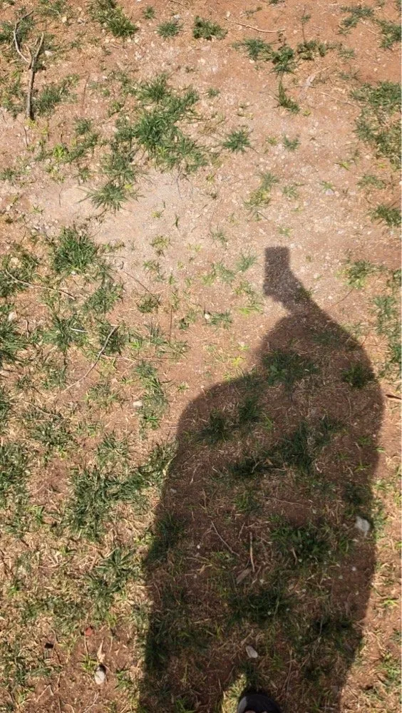 Top-rated landscape design for homes in Clovis, NM by Wildcat Lawn Care and More