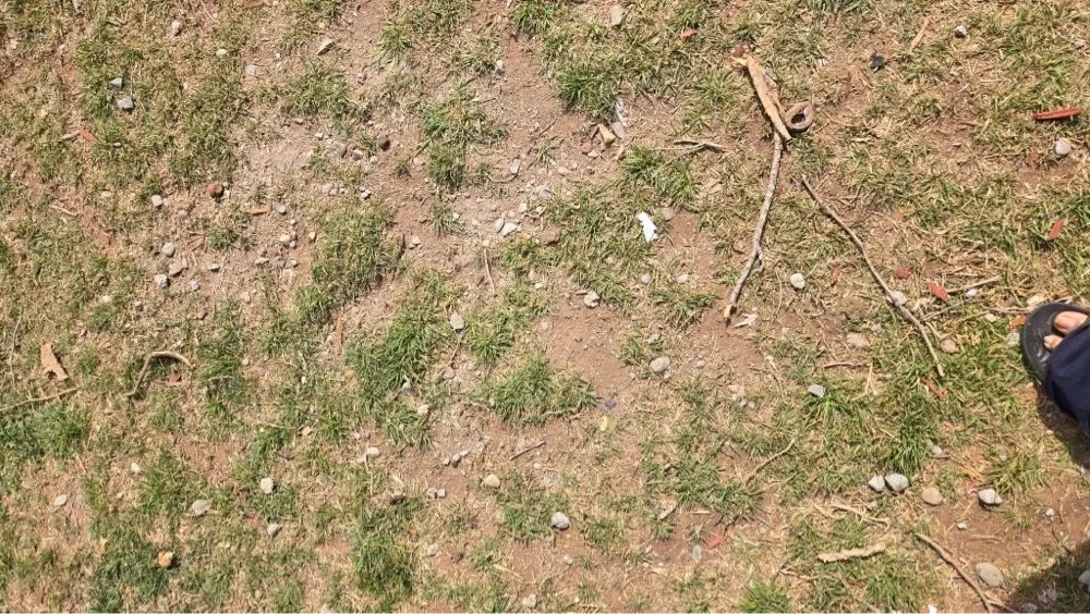 Top-rated lawn mowing service for residential properties in Clovis, NM by Wildcat Lawn Care and More