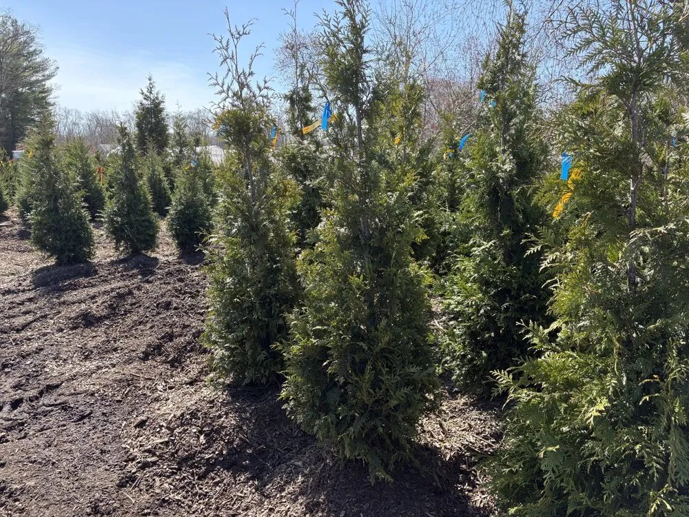 Local lawn care service experts serving Seymour, CT - Wildcat Property Services