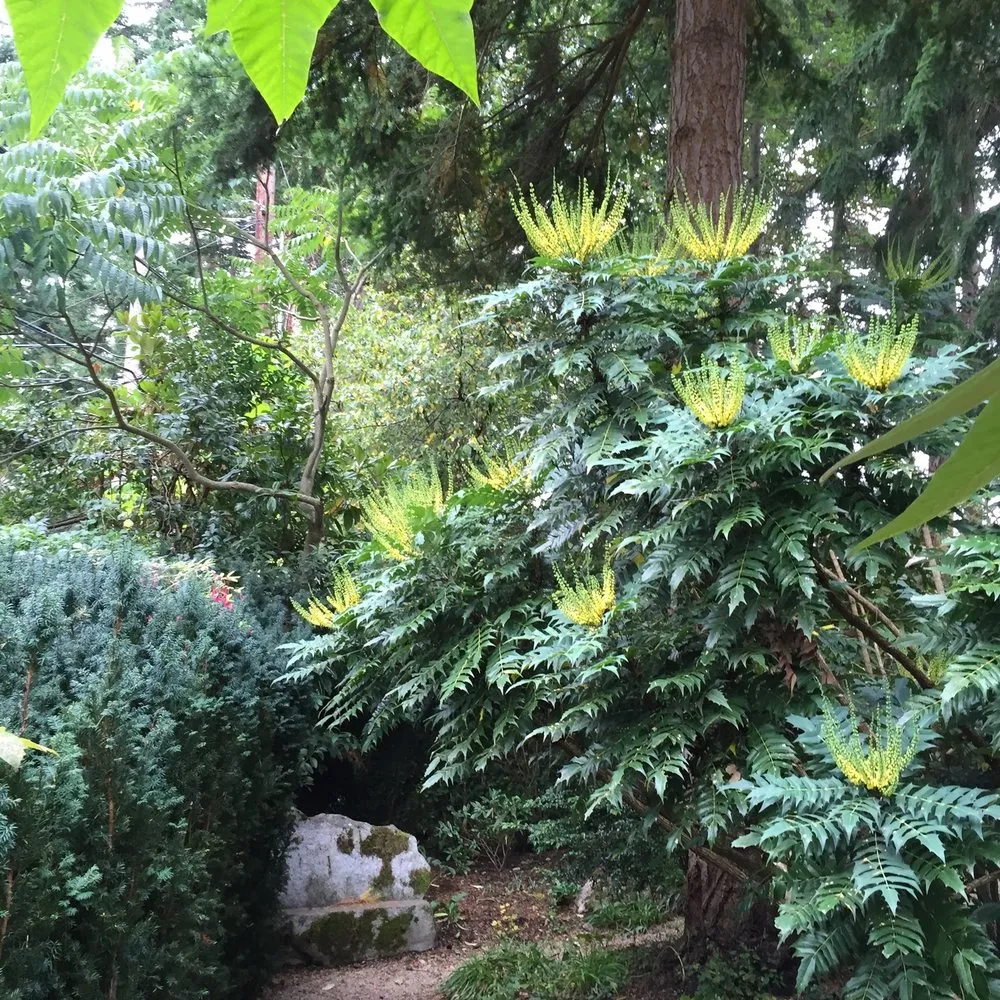 Expert landscaping services experts serving Seattle, WA - Wildcraft Gardens